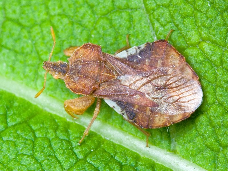 Phymata crassipes (Fabricius, 1775)